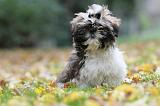 SHIH TZU 112